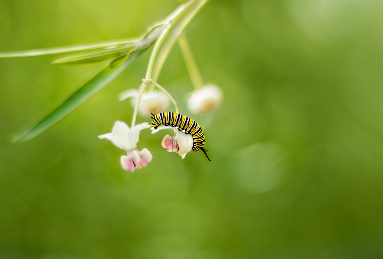 découvrez le processus de transformation, un voyage captivant qui vous guide à travers les étapes de changement et d'évolution personnelle. explorez les différentes méthodes et approches pour réussir votre transformation et atteindre vos objectifs.