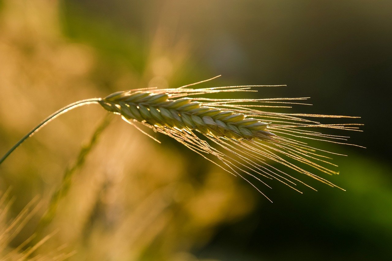 découvrez les dernières tendances et innovations en agriculture, des pratiques durables aux technologies révolutionnaires qui façonnent l'avenir de l'agriculture. apprenez comment optimiser vos récoltes et préserver l'environnement.